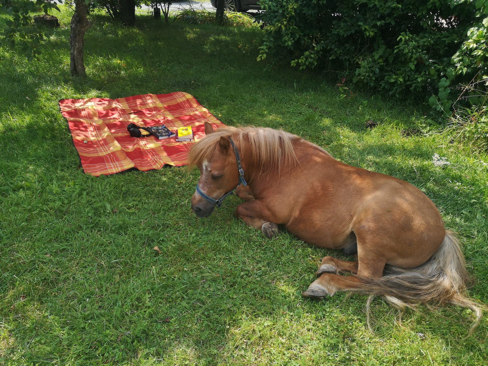 Poneiul pensiunii Casa Romantic